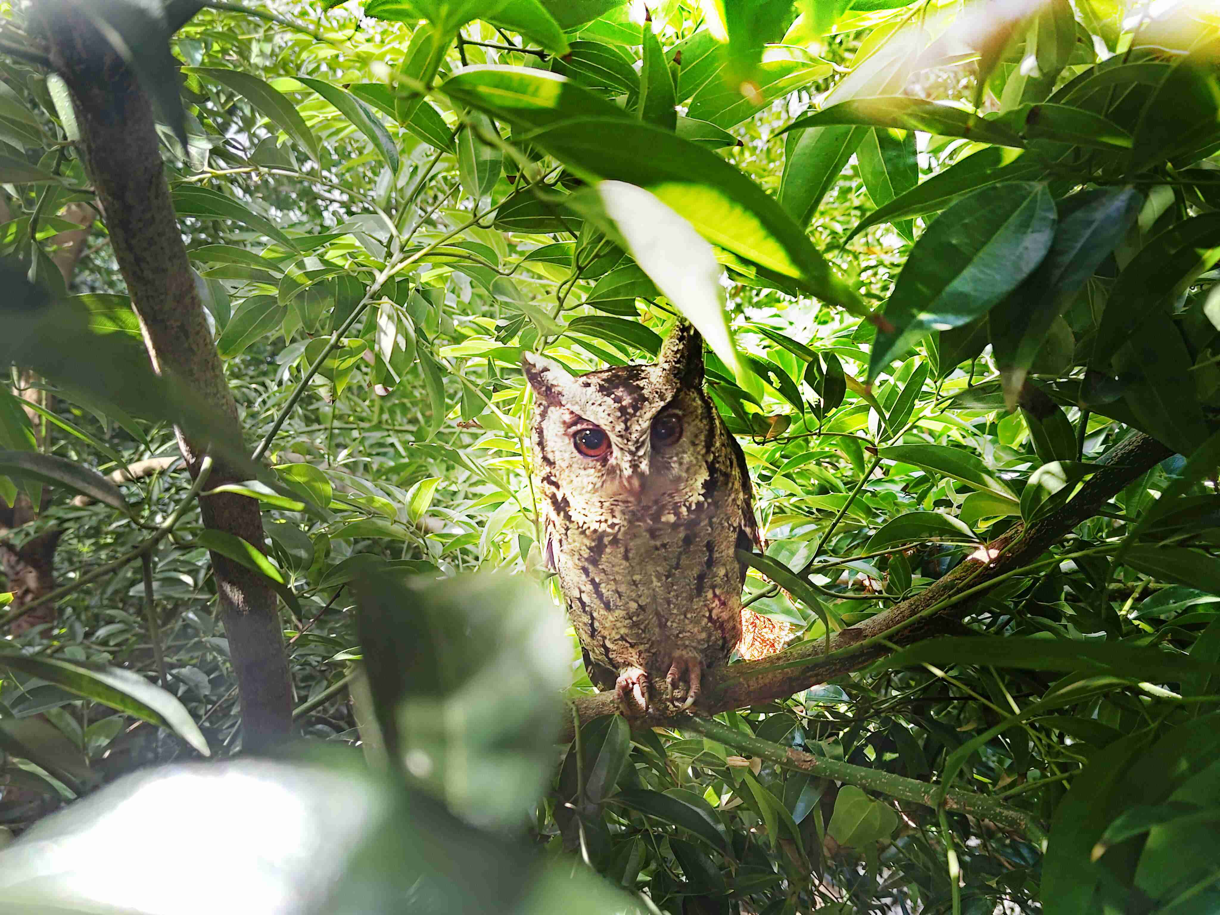 红龙扑克致力提倡净零绿生活，，，，16年以来在全球各厂区植树逾百万棵，，造就各厂区树木蔚然成林，，犹如森林工厂，，成为许多生物的栖息地